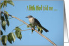 Birthday Mocking Bird card