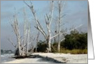 Birthday, Natural Beach with Petrified White Trees card