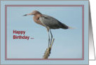 Happy Birthday, Reddish Egret Bird card