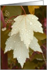 Sympathy Cat with Beige Leaves and Water Droplets card