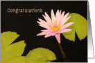 Congratulations, New Job, Pink Water Lily card