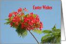 Easter Greetings, Poinciana Bloom card