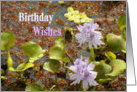 Birthday Wishes General Pond Hyacinth card