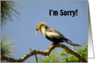 Apology, I’m Sorry , Anhinga on Branch with Head Down card