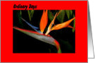 Bird of Paradise, Ordinary Days are Magical card