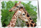 Romance, Two Giraffes card