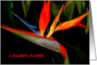 Sending Cheer, Bird of Paradise Flower, very Colorful, Thinking of You. card
