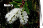 January Birthday, White Bottle Brush Flower and Snowflakes card