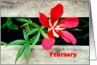 February Birthday, Red Wild Hibiscus Flower card