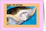 Birthday 14th with Logger Head Sea Turtle card