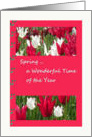 Spring Anniversary Card with Red & White Tulips card