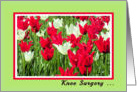 Knee Surgery, Red and White Tulips card