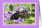Birthday for Little Sister with Zebra Wing Butterfly card