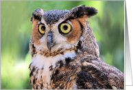 Great Horned Owl Blank Note Card