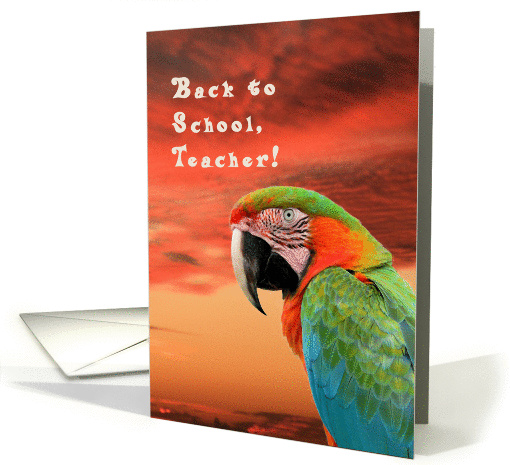 Back to School for Teacher, Colorful Parrot card (1315004)