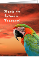 Back to School for Teacher, Colorful Parrot card