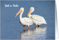 Just a Note with Two White Pelicans card