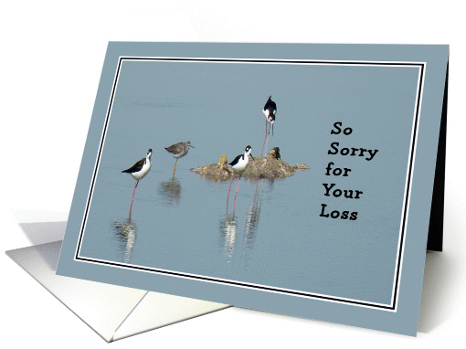 Sympathy, Black-Necked Stilt Birds in a Pond card (409962)