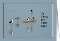 Sympathy, Black-Necked Stilt Birds in a Pond card