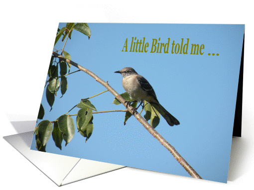 Birthday Mocking Bird card (431150)