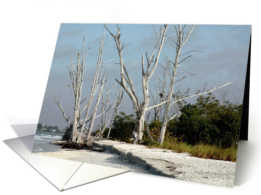 Birthday, Natural Beach with Petrified White Trees card (434482)