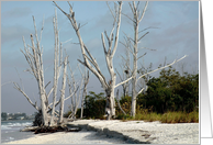Birthday, Natural Beach with Petrified White Trees card