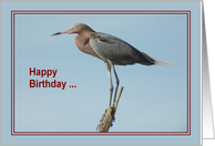 Happy Birthday, Reddish Egret Bird card