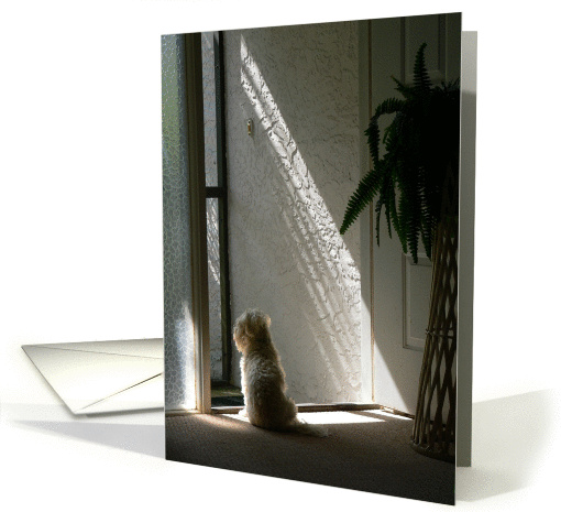 Note Card with Dog at Door with Sunlight card (467131)