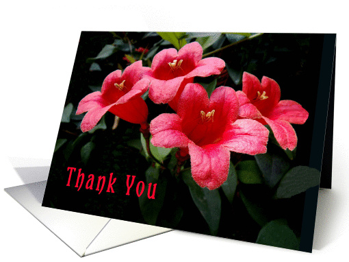 Thank you, Neighbor Red Flowers card (485428)