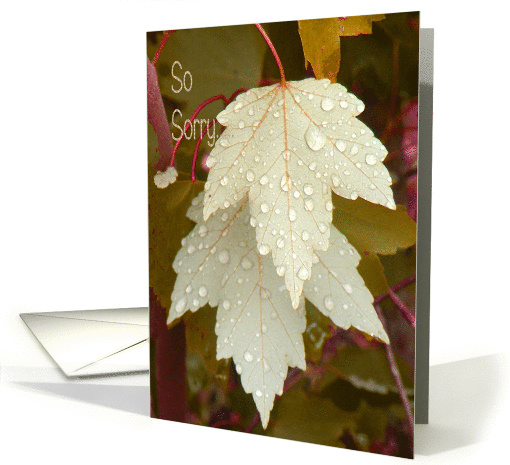 Sympathy Dog with Beige Leaves and Water Droplets card (532150)