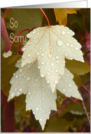 Sympathy Cat with Beige Leaves and Water Droplets card