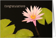 Congratulations, Promotion, Pink Water Lily card