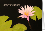 Congratulations, New Job, Pink Water Lily card