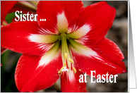 Easter Greetings for Sister with Red Lily card