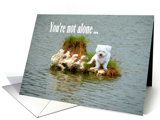 Friendship, White Dog Stranded on Small Island card (595708)