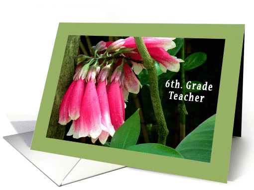 Teacher Appreciation Day, 6th Grade, Pink Orchids card (605736)