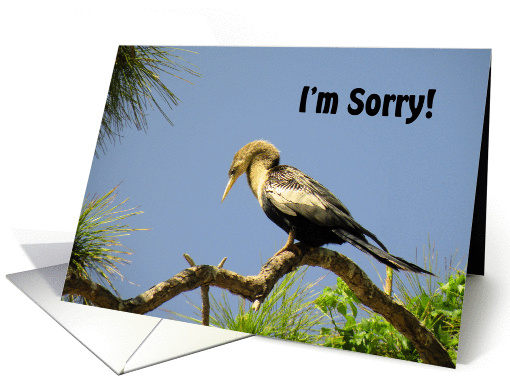Apology, I'm Sorry , Anhinga on Branch with Head Down card (642042)