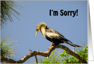 Apology, I’m Sorry , Anhinga on Branch with Head Down card