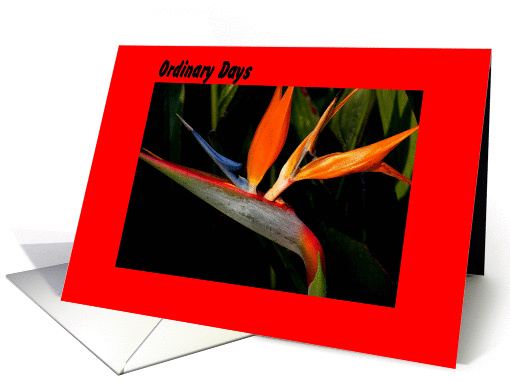 Bird of Paradise, Ordinary Days are Magical card (642047)