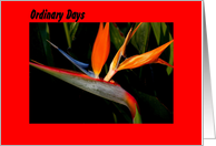 Bird of Paradise, Ordinary Days are Magical card