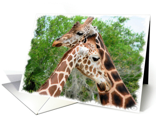 Romance, Two Giraffes card (657409)