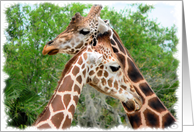 Romance, Two Giraffes card