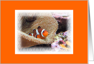 Birthday with Clown Fish and Ocean Reefs. Life Partner card