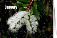 January Birthday, White Bottle Brush Flower and Snowflakes card