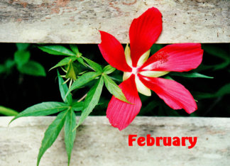 February Birthday,...