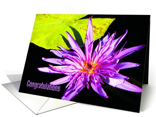 Retirement, Purple Water Lily card (771315)