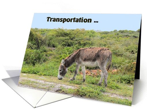 Congratulations on new Car, Donkey in Wilderness card (848464)