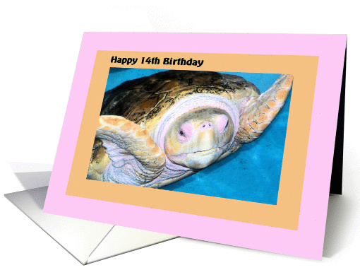 Birthday 14th with Logger Head Sea Turtle card (853372)