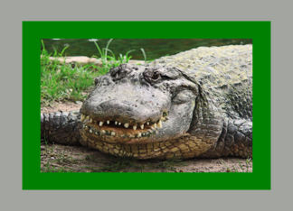 Birthday Crocodile...