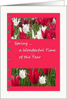 Spring Anniversary Card with Red & White Tulips card